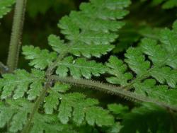 Lastreopsis velutina. Adaxial surface of frond showing abundant hairs on costae, lamina surfaces and margins.
 Image: L.R. Perrie © Leon Perrie CC BY-NC 3.0 NZ